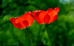 spring, tulip, flower, nature, grass, green