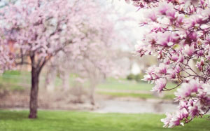 magnolia trees, springtime, blossoms, spring, flowering tree, pink, may