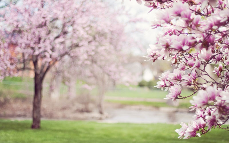 magnolia trees, springtime, blossoms, spring, flowering tree, pink, may