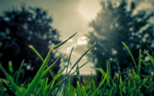 landscape, nature, sunset, trees, sunrise, lawn, meadow, lens flare, grass