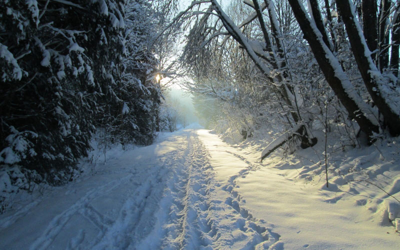 тропа, январь, зима, снег, лес, природа