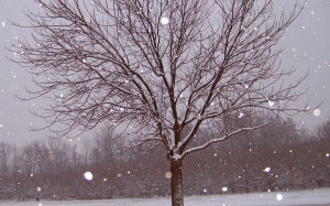 snow, tree, christmas, xmas, snowfall, december, ice, landscape, frozen, frosty, january, february, storm