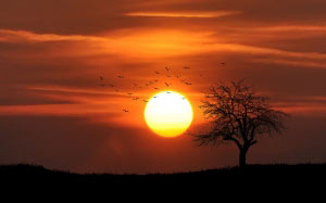 dusk, evening, landscape, nature, sky, spring, sundown, sunset, trees, twilight