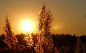 sun, sunset, light, landscape, summer, nature