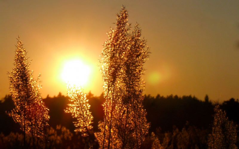 sun, sunset, light, landscape, summer, nature