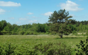 reed, nature, june, sunny, summer, landscape, tree, meadow