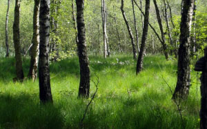 forest, birch, green, nature, june, grass