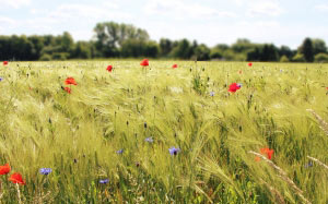field, cornfield, nature, agriculture, clouds, sky, summer, landscape, harvest, grain, spike, wheat
