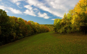 autumn, trees, forest, fall, meadow, nature, october, foliage, landscape