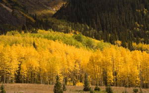 autumn, leaves, tree, nature, fall, yellow, foliage, october, landscape, colorful