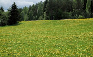 dandelion, field, landscape, nature, spring, summer, forest