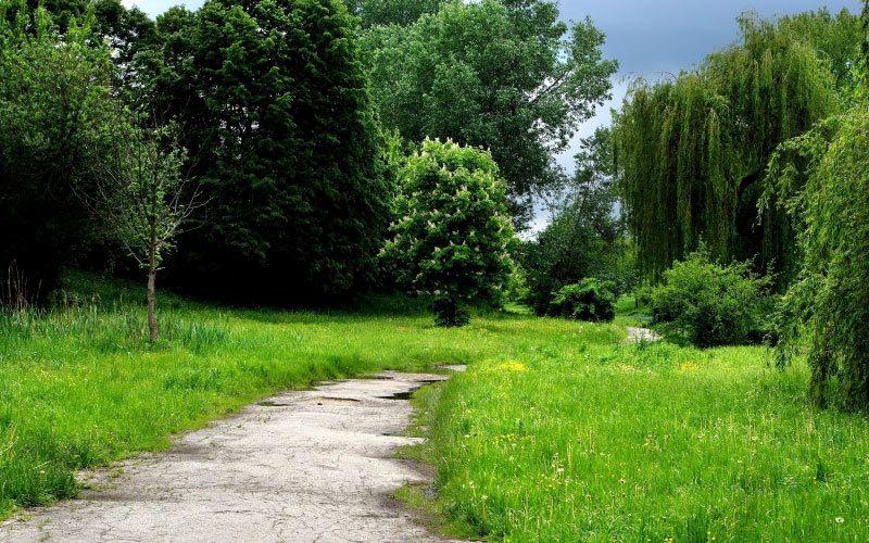 grass, trees, park, path, green, spring, nature