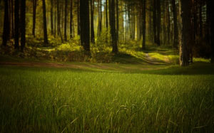 forest, nature, trees, grass, mystical, summer, woods