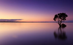 sunset, tree, water, nature, landscape, sky, dusk, horizon, evening, summer, sea, sundown