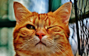 cat, wink, funny, fur, animal, red, cute, pet