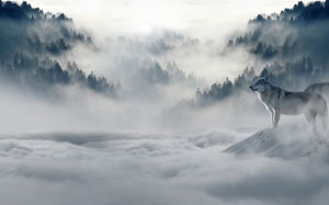 wolf, wolves, snow, landscape, animals, predator, mountains, valley, clouds, winter