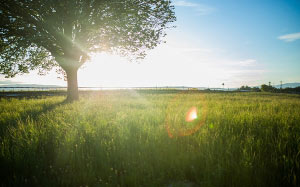 nature, park, tree, sky, summer, sun, grass, field, meadow, landscape