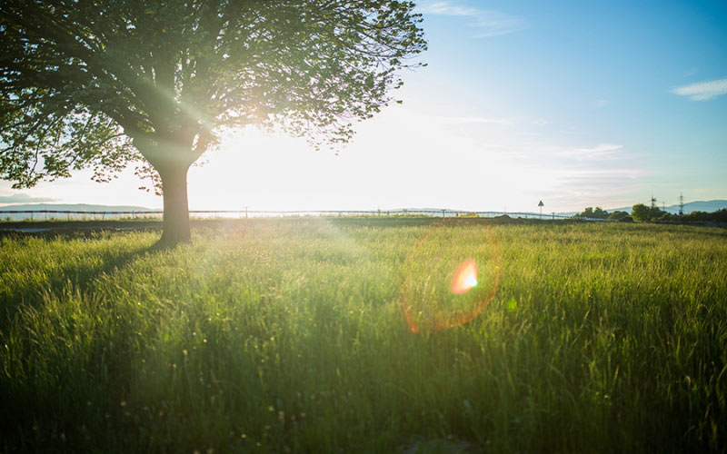 nature, park, tree, sky, summer, sun, grass, field, meadow, landscape