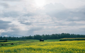 countryside, crop, farm, field, grass, landscape, meadow, nature, rural, sky, summer, trees, kranj, slovenia