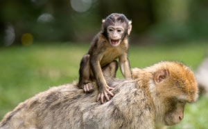 ape, berber monkeys, mammal, nature, animals, zoo, family, young, mother, child
