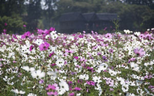 nature, field, flowers, bloom, blossom, flora, summer