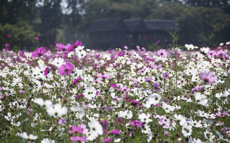 nature, field, flowers, bloom, blossom, flora, summer