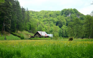 cottage, forest, meadow, poland, valley, shrubbery, green, trees, village, woods