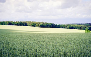 landscape, nature, clouds, field, trees, countryside, grass