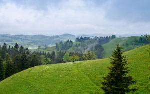 summer, june, landscape, switzerland, nature, trees, woods, hills