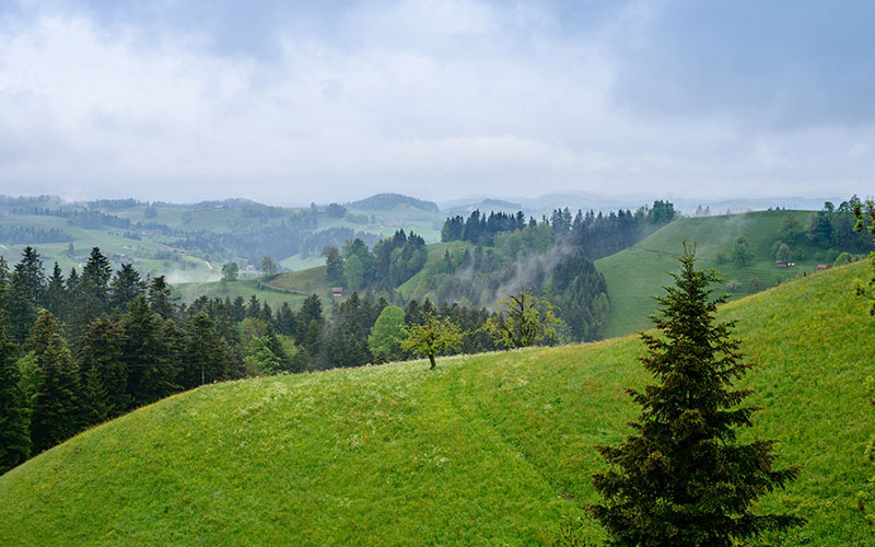 summer, june, landscape, switzerland, nature, trees, woods, hills
