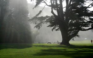 crepuscular rays, forest, trees, park, grass, nature, meadow
