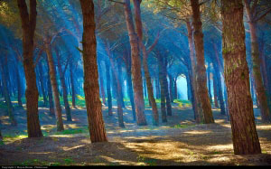 forest, pinewood, sunrise, sunrays, morning, nature
