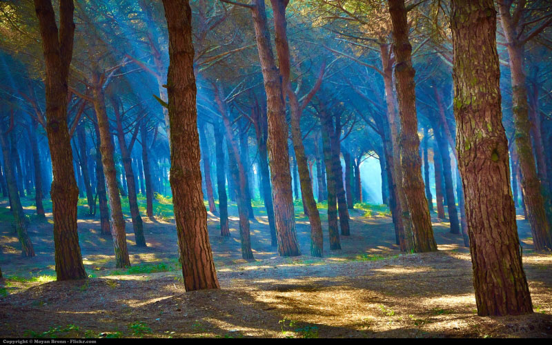 forest, pinewood, sunrise, sunrays, morning, nature