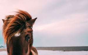 horse, muzzle, animal, nature
