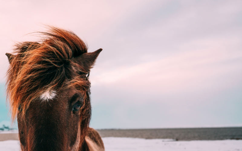 horse, muzzle, animal, nature
