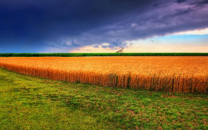 field, summer, landscape, nature, panorama, clouds
