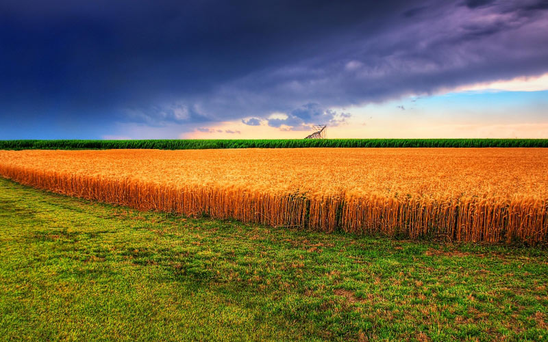 field, summer, landscape, nature, panorama, clouds