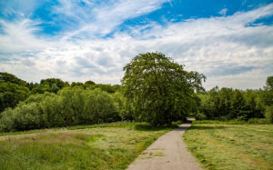 landscape, nature, trees, woods, summer, clouds