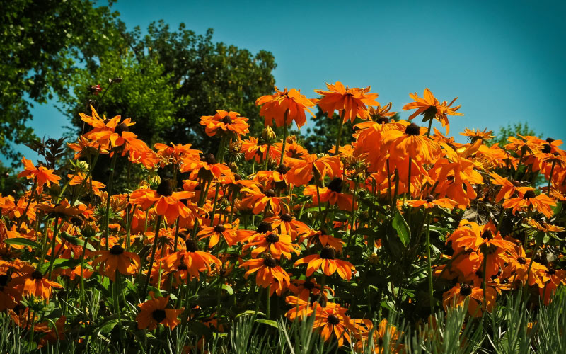 meadow, nature, spring, wild flowers, yellow, summer, daisies, bloom