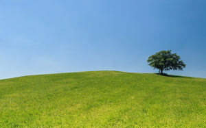 hill, meadow, tree, green, blue, sky, nature, grass, serenity