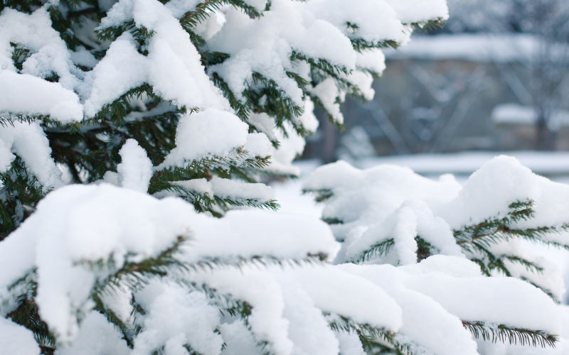 spruce, snow, branch, green, white, tree, winter, nature