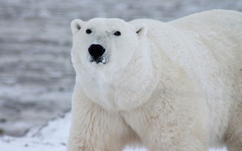 animals, polar bear, snow, white, wildlife, nature
