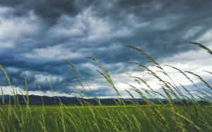 nature, grass, field, meadow, summer, clouds, cloudy