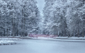 bridge, calm, cold, fog, freezing, frosty, frozen, ice, nature, snow, trees, winter, woods, park