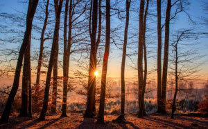 forest, landscape, sunset, trees, nature, wood, winter, light