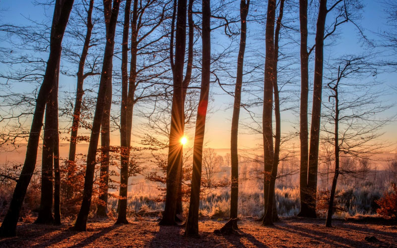 forest, landscape, sunset, trees, nature, wood, winter, light