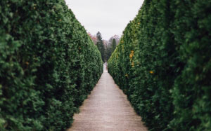 Allerton Park, Retreat Center, Monticello, autumn, path, bush