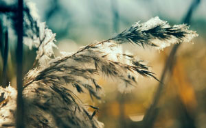winter, rush, sun, grass, hoarfrost, rime, frost