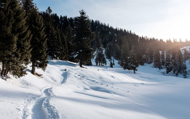 cold, hill, landscape, mountain, nature, outdoors, scenic, snow, trees, winter, woods