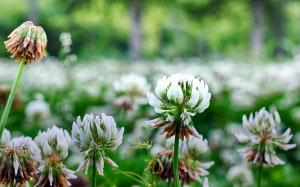 nature, grass, greens, spring, macro